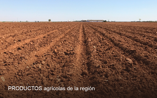 Cultivos de herbáceos, cebada, trigo, triticale, leguminosas, cebolla, olivar y vid.