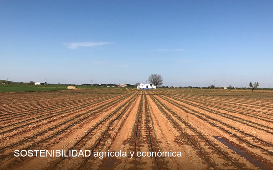 Cultivos agrícolas en Campo de Calatrava y La Mancha