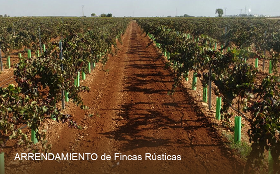 Arrendamiento de Fincas y gestión de cultivos agrícolas