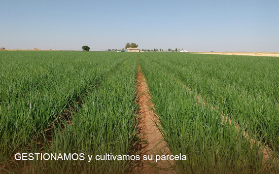 Cultivos agrícolas en Campo de Calatrava y La Mancha