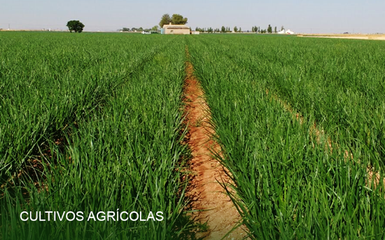 Cultivos agrícolas en Campo de Calatrava y La Mancha