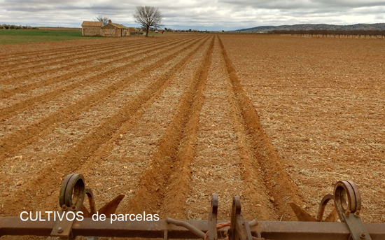 Cultivos de parcelas agrícolas