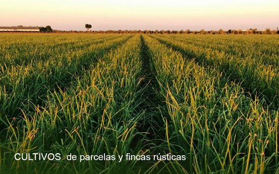 Cultivos de productos agrícolas