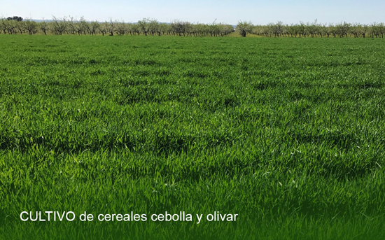 Cultivos de herbáceas, cereales, cebolla, olivar y vid en Campo de Calatrava y La Manca
